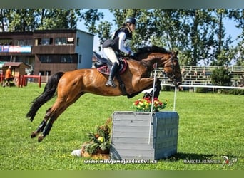 Duits sportpaard, Ruin, 10 Jaar, Roodbruin