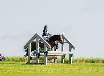 Duits sportpaard, Ruin, 10 Jaar, Roodbruin