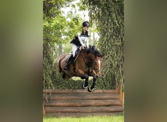 Duits sportpaard, Ruin, 10 Jaar, Roodbruin