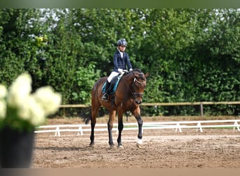 Duits sportpaard, Ruin, 11 Jaar, 165 cm, Donkerbruin