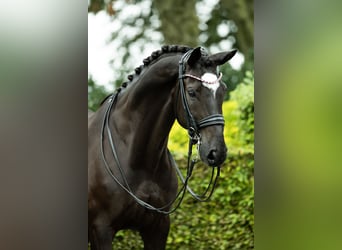 Duits sportpaard, Ruin, 11 Jaar, 165 cm, Zwart