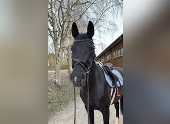 Duits sportpaard, Ruin, 11 Jaar, 165 cm, Zwart