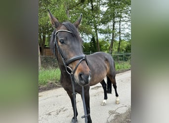 Duits sportpaard, Ruin, 11 Jaar, 168 cm, Donkerbruin