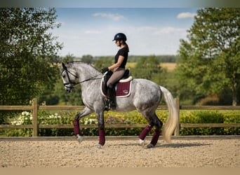 Duits sportpaard, Ruin, 11 Jaar, 168 cm, Schimmel