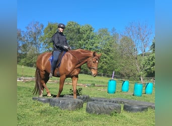 Duits sportpaard, Ruin, 11 Jaar, 168 cm, Vos