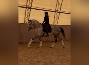 Duits sportpaard, Ruin, 11 Jaar, 170 cm, Schimmel