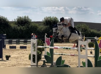 Duits sportpaard, Ruin, 11 Jaar, 170 cm, Schimmel