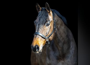 Duits sportpaard, Ruin, 11 Jaar, 171 cm, Bruin