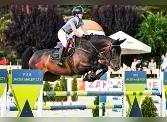 Duits sportpaard, Ruin, 11 Jaar, 171 cm, Donkerbruin