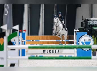 Duits sportpaard, Ruin, 11 Jaar, 171 cm, Schimmel