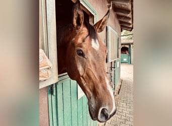 Duits sportpaard, Ruin, 11 Jaar, 172 cm, Bruin
