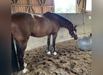 Duits sportpaard, Ruin, 11 Jaar, 172 cm, Bruin