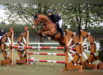 Duits sportpaard, Ruin, 11 Jaar, 173 cm, Vos