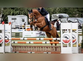 Duits sportpaard, Ruin, 11 Jaar, 173 cm, Vos