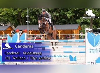 Duits sportpaard, Ruin, 11 Jaar, 174 cm, Donkerbruin