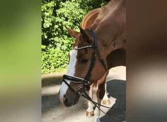 Duits sportpaard, Ruin, 11 Jaar, 174 cm, Vos