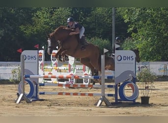 Duits sportpaard, Ruin, 11 Jaar, 174 cm, Vos