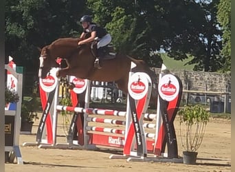 Duits sportpaard, Ruin, 11 Jaar, 174 cm, Vos