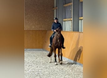 Duits sportpaard, Ruin, 11 Jaar, 175 cm, Donkere-vos