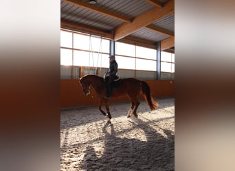 Duits sportpaard, Ruin, 11 Jaar, 175 cm, Donkere-vos