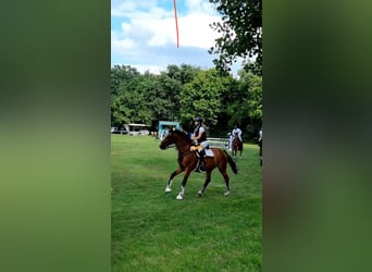 Duits sportpaard, Ruin, 11 Jaar, 176 cm, Bruin