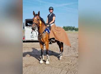 Duits sportpaard, Ruin, 11 Jaar, 176 cm, Bruin