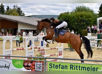 Duits sportpaard, Ruin, 11 Jaar, 176 cm, Bruin