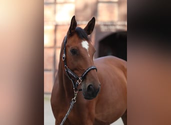 Duits sportpaard, Ruin, 11 Jaar, 176 cm, Bruin