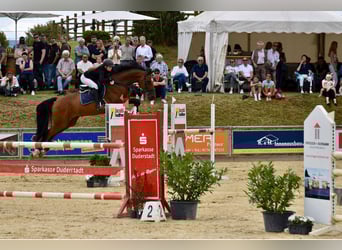 Duits sportpaard, Ruin, 11 Jaar, 176 cm, Bruin