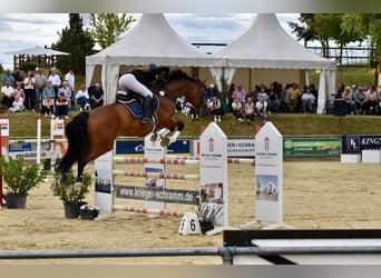 Duits sportpaard, Ruin, 11 Jaar, 176 cm, Bruin