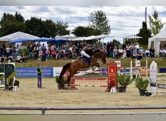 Duits sportpaard, Ruin, 11 Jaar, 176 cm, Bruin