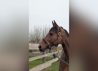 Duits sportpaard, Ruin, 12 Jaar, 165 cm, Bruin