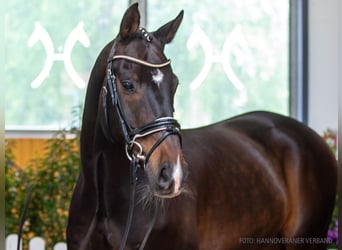 Duits sportpaard, Ruin, 12 Jaar, 165 cm, Donkerbruin
