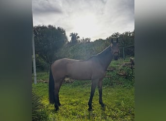 Duits sportpaard, Ruin, 12 Jaar, 167 cm