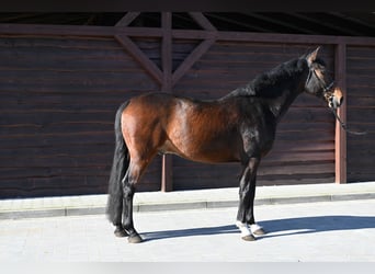 Duits sportpaard, Ruin, 12 Jaar, 168 cm, Bruin