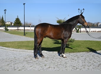 Duits sportpaard, Ruin, 12 Jaar, 168 cm, Bruin