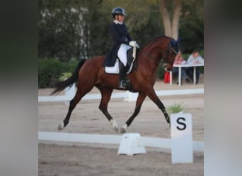 Duits sportpaard, Ruin, 12 Jaar, 168 cm, Bruin