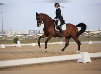 Deutsches Sportpferd, Wallach, 12 Jahre, 168 cm, Brauner