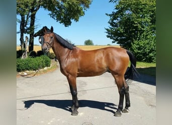 Duits sportpaard, Ruin, 12 Jaar, 169 cm, Brauner