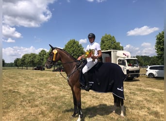 Duits sportpaard, Ruin, 12 Jaar, 170 cm, Bruin