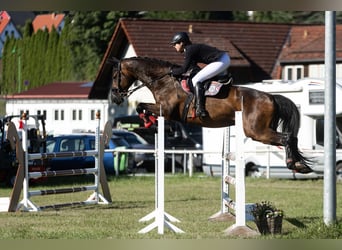 Duits sportpaard, Ruin, 12 Jaar, 171 cm, Donkerbruin