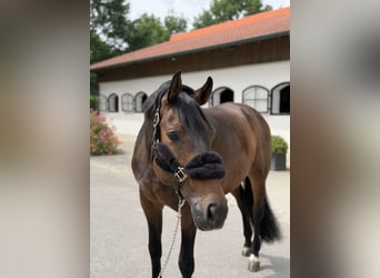 Duits sportpaard, Ruin, 12 Jaar, 172 cm, Donkerbruin