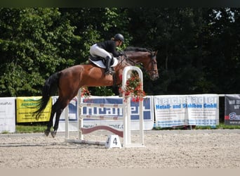 Duits sportpaard, Ruin, 12 Jaar, 173 cm, Bruin