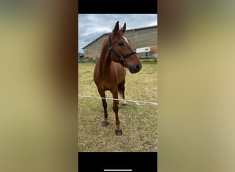 Duits sportpaard, Ruin, 13 Jaar, 173 cm, Vos