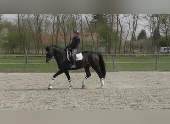 Duits sportpaard, Ruin, 13 Jaar, 174 cm, Donkerbruin
