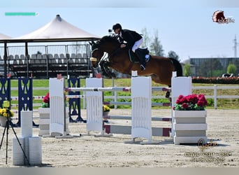 Duits sportpaard, Ruin, 13 Jaar, 175 cm, Bruin