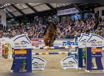 Duits sportpaard, Ruin, 13 Jaar, 175 cm, Bruin