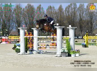 Duits sportpaard, Ruin, 13 Jaar, 175 cm, Bruin