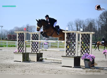 Duits sportpaard, Ruin, 13 Jaar, 175 cm, Bruin
