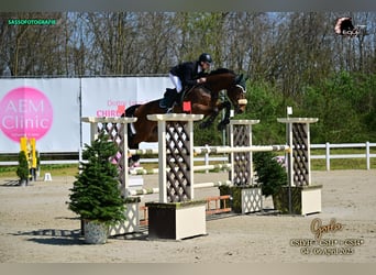 Duits sportpaard, Ruin, 13 Jaar, 175 cm, Bruin